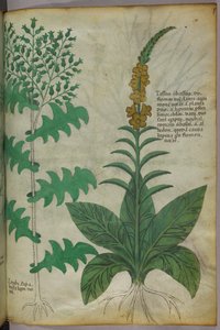 Ilustração botânica, c.1440 (tinta e cor sobre velino) de Italian School