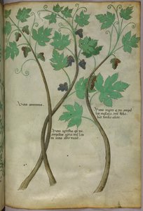 Ilustração botânica, c.1440 (tinta e cor sobre velino) de Italian School