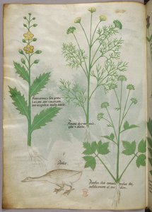 Ilustração botânica, c.1440 (tinta e cor sobre velino) de Italian School