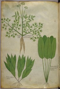 Ilustração botânica, c.1440 (tinta e cor sobre velino) de Italian School