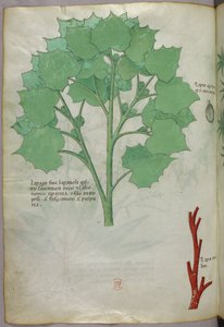 Ilustração botânica, c.1440 (tinta e cor sobre velino) de Italian School