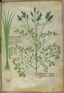 Ilustração botânica, c.1440 (tinta e cor sobre velino) de Italian School