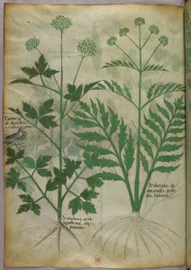 Ilustração botânica, c.1440 (tinta e cor sobre velino) de Italian School