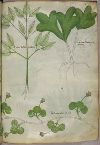 Ilustração botânica, c.1440 (tinta e cor sobre velino) de Italian School