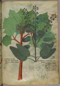 Ilustração botânica, c.1440 (tinta e cor sobre velino) de Italian School