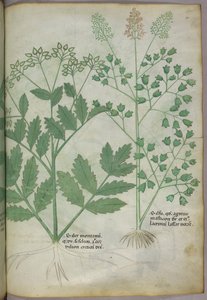 Ilustração botânica, c.1440 (tinta e cor sobre velino) de Italian School