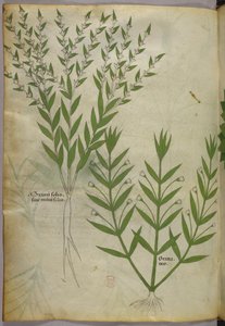 Ilustração botânica, c.1440 (tinta e cor sobre velino) de Italian School