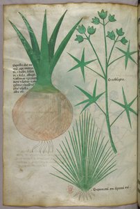 Ilustração botânica, c.1440 (tinta e cor sobre velino) de Italian School