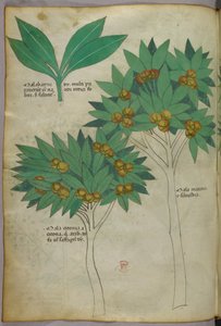 Ilustração botânica, c.1440 (tinta e cor sobre velino) de Italian School