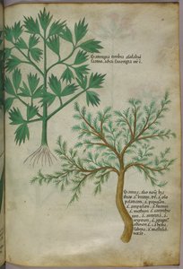 Ilustração botânica, c.1440 (tinta e cor sobre velino) de Italian School