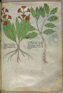 Ilustração botânica, c.1440 (tinta e cor sobre velino) de Italian School