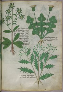 Ilustração botânica, c.1440 (tinta e cor sobre velino) de Italian School