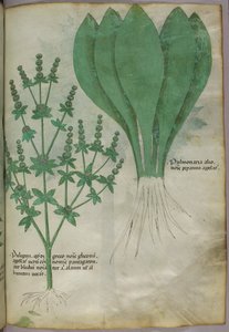 Ilustração botânica, c.1440 (tinta e cor sobre velino) de Italian School