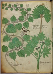 Ilustração botânica, c.1440 (tinta e cor sobre velino) de Italian School