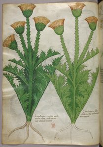 Ilustração botânica, c.1440 (tinta e cor sobre velino) de Italian School