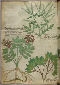Ilustração botânica, c.1440 (tinta e cor sobre velino) de Italian School