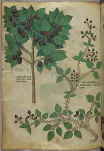 Ilustração botânica, c.1440 (tinta e cor sobre velino) de Italian School