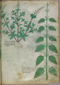 Ilustração botânica, c.1440 (tinta e cor sobre velino) de Italian School