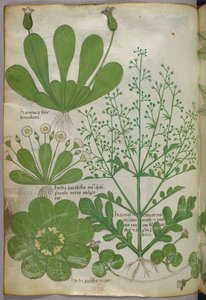 Ilustração botânica, c.1440 (tinta e cor sobre velino) de Italian School