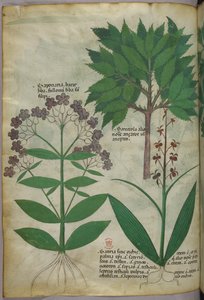 Ilustração botânica, c.1440 (tinta e cor sobre velino) de Italian School