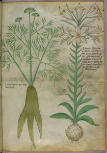 Ilustração botânica, c.1440 (tinta e cor sobre velino) de Italian School