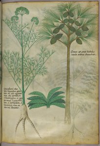 Ilustração botânica, c.1440 (tinta e cor sobre velino) de Italian School