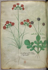 Ilustração botânica, c.1440 (tinta e cor sobre velino) de Italian School
