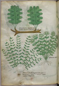 Ilustração botânica, c.1440 (tinta e cor sobre velino) de Italian School