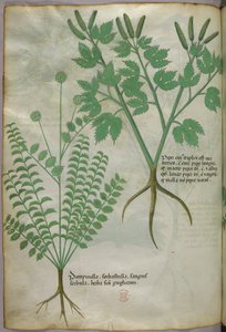 Ilustração botânica, c.1440 (tinta e cor sobre velino) de Italian School