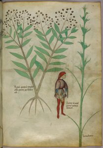 Ilustração botânica de uma planta e um homem urinando em uma panela, c.1440 (tinta e cor no papel) de Italian School