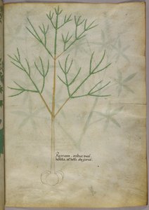 Ilustração botânica de uma planta, c.1440 (tinta e cor sobre velino) de Italian School