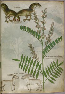 Ilustração botânica de uma planta, duas cabras e dois pássaros, c.1440 (tinta e cor sobre velino) de Italian School