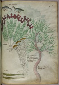 Ilustração botânica de uma planta com aves e insectos, c.1440 (tinta e cor sobre velino) de Italian School