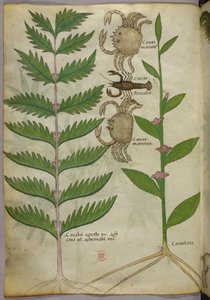 Ilustração botânica de caranguejos e um escorpião, c.1440 (tinta e cor sobre velino) de Italian School