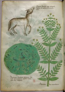 Ilustração botânica de uma planta com um cavalo, c.1440 (tinta e cor sobre velino) de Italian School