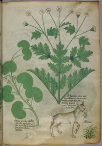 Ilustração botânica de plantas e um burro, c.1440 (tinta e cor sobre velino) de Italian School