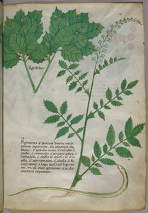 Ilustração botânica de plantas e uma serpente, c.1440 (tinta e cor sobre velino) de Italian School