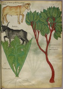 Ilustração botânica de plantas e touros, c.1440 (tinta e cor sobre velino) de Italian School
