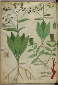 Ilustração botânica de plantas e corais com uma serpente e um veado, c.1440 (tinta e cor sobre velino) de Italian School