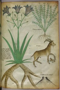 Ilustração botânica de plantas, aves e cabras, c.1440 (tinta e cor sobre velino) de Italian School