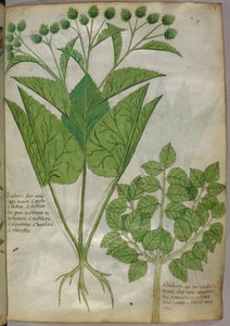 Ilustração botânica de plantas, c.1440 (tinta e cor sobre velino) de Italian School