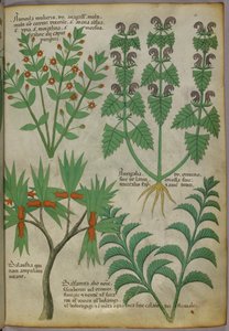 Ilustração botânica de plantas, c.1440 (tinta e cor sobre velino) de Italian School
