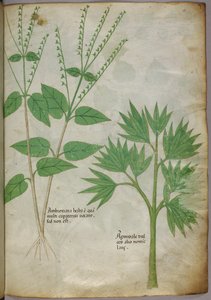 Ilustração botânica de plantas, c.1440 (tinta e cor sobre velino) de Italian School