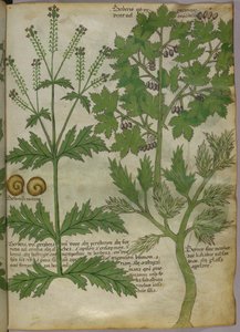 Ilustração botânica de plantas, c.1440 (tinta e cor sobre velino) de Italian School