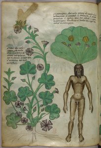 Ilustração botânica de plantas, incluindo uma planta mandrágora com um corpo masculino nu como raiz, c.1440 (tinta e cor sobre velino) de Italian School