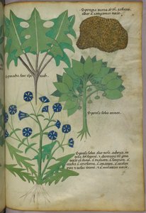 Ilustração botânica de plantas, incluindo uma esponja, c.1440 (tinta e cor sobre velino) de Italian School