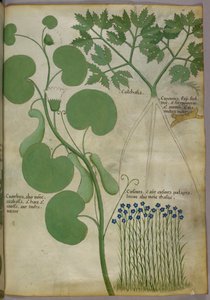 Ilustração botânica de plantas, incluindo flores, c.1440 (tinta e cor sobre velino) de Italian School