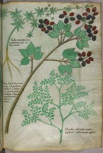 Ilustrações botânicas de madder [rubea]; blackberry [rubus]; rue [ruta], c.1440 (tinta e cor sobre velino) de Italian School