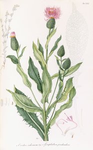 Cardus cichoraceus e Gnaphalium penduculare, 1811-1838 de Italian School