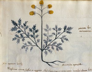 Bacalhau. CCXXXVII Artemísia, planta medicinal de um 